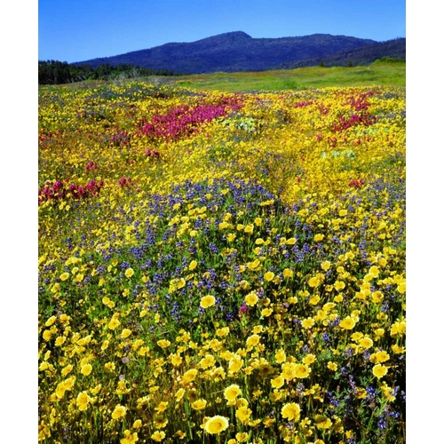 California, Cuyamaca Rancho SP Flower landscape